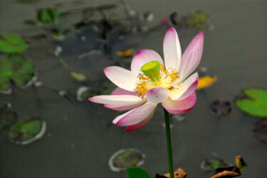 Фотография под названием "Lotus" - Angie Black, Подлинное произведение искусства, Цифровая фотография