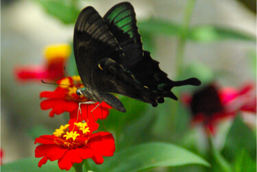 Photographie intitulée "Papillon noir" par Angie Black, Œuvre d'art originale, Photographie numérique