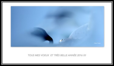 Photographie intitulée "Très bonne et belle…" par Claire Tresse, Œuvre d'art originale