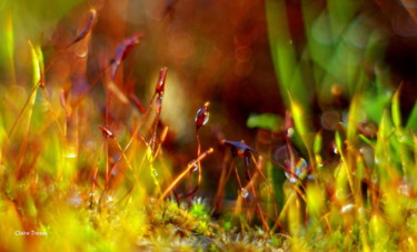 Photography titled "Féérie au couchant" by Claire Tresse, Original Artwork