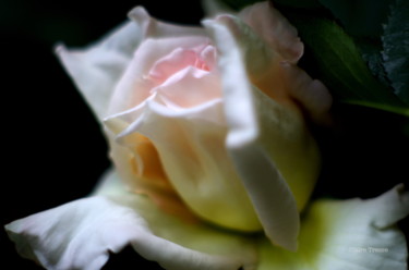 Photography titled "Au parfum délicat" by Claire Tresse, Original Artwork