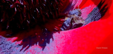 Photographie intitulée "Délice de pollen po…" par Claire Tresse, Œuvre d'art originale