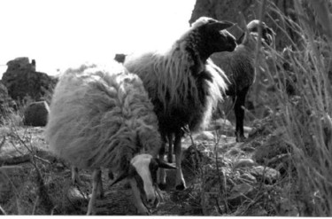 Photographie intitulée "Moutons2" par Chiara D., Œuvre d'art originale