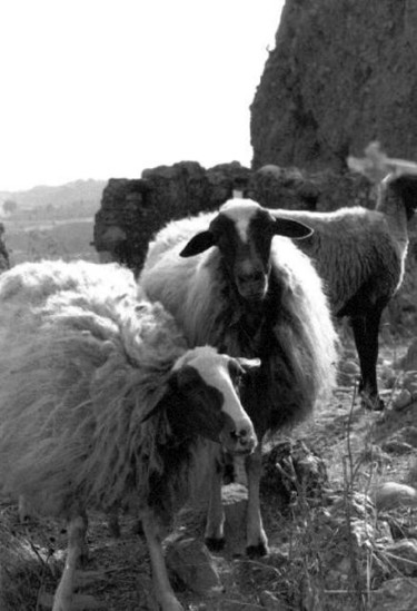 Photographie intitulée "Moutons3" par Chiara D., Œuvre d'art originale