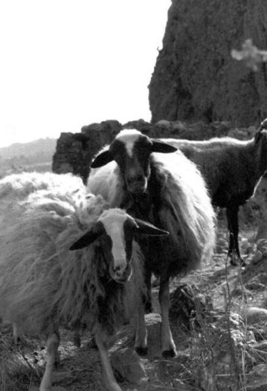 Photographie intitulée "Moutons4" par Chiara D., Œuvre d'art originale