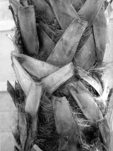 Photographie intitulée "Tresse de Palme" par Chiara D., Œuvre d'art originale