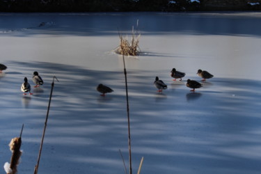 Photography titled "canards glacés" by Claireobscur, Original Artwork