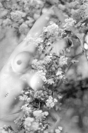 摄影 标题为“Flower's Fall” 由Clara Diebler, 原创艺术品, 电影摄影 安装在金属上