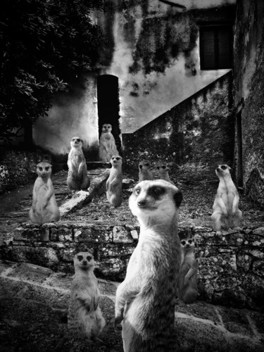 Photographie intitulée "Meerkat village" par Clara Laven, Œuvre d'art originale, Photographie manipulée