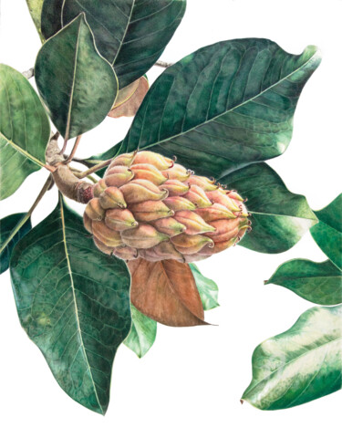 Dibujo titulada "Magnolia Grandiflor…" por Clarissa Patrianova Valaeys, Obra de arte original, Lápiz Montado en Vidrio