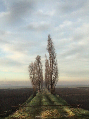 Fotografia zatytułowany „pioppi cipressini” autorstwa Claude Andreini, Oryginalna praca, Manipulowana fotografia