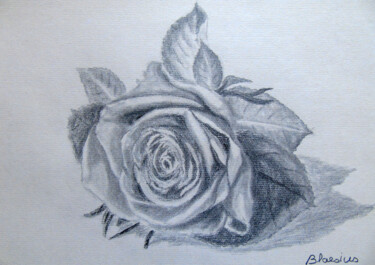 Drawing titled "Rose" by Claude Blaesius, Original Artwork, Graphite
