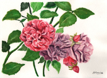 Painting titled "Rosier Pompadour" by Claude Blaesius, Original Artwork, Watercolor