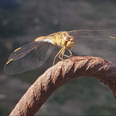 Photographie intitulée "La libellule de l'a…" par Claude Degret, Œuvre d'art originale