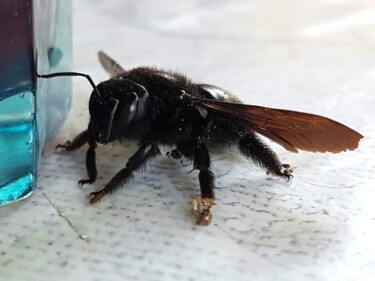 Photographie intitulée "L'abeille charpenti…" par Claude Degret, Œuvre d'art originale