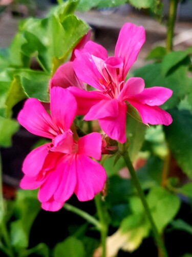 Fotografia intitolato "Géranium en fleur" da Claude Degret, Opera d'arte originale