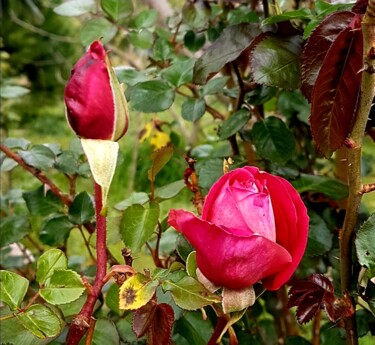 Photographie intitulée "Deux roses" par Claude Degret, Œuvre d'art originale, Photographie numérique