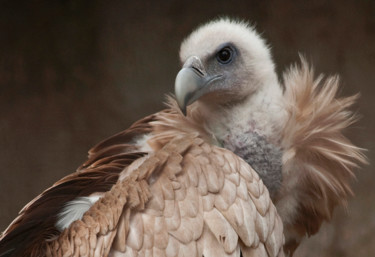 Photographie intitulée "himalayan vulture#" par Claude Ferrara, Œuvre d'art originale