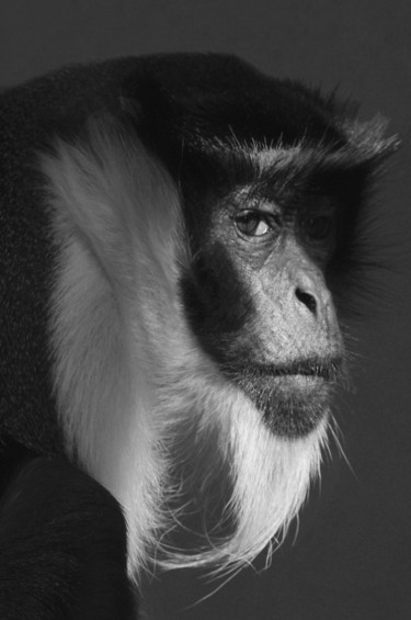 Photographie intitulée "diana monkey" par Claude Ferrara, Œuvre d'art originale