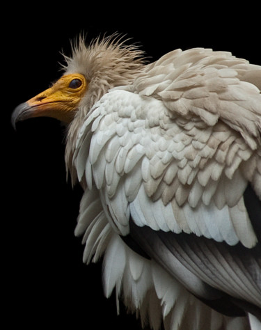 Photographie intitulée "Egyptian vulture" par Claude Ferrara, Œuvre d'art originale