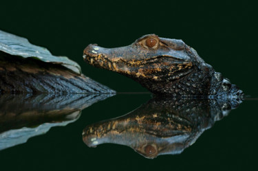 Photographie intitulée "caiman" par Claude Ferrara, Œuvre d'art originale