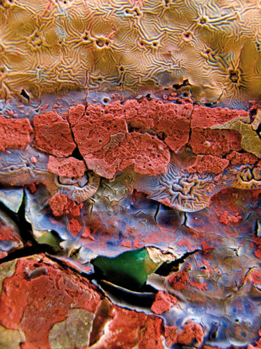 Photographie intitulée "sardine égarée dans…" par Claude Guillemet, Œuvre d'art originale, Photographie numérique