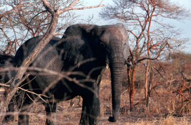 Fotografia intitulada "éléphant 2.jpg" por Claude Guillemet, Obras de arte originais, Fotografia Não Manipulada