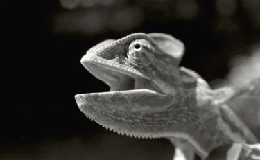 Photography titled "caméléon.jpg" by Claude Guillemet, Original Artwork, Non Manipulated Photography