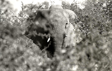 Photography titled "éléphant en brousse…" by Claude Guillemet, Original Artwork, Non Manipulated Photography