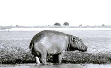 Фотография под названием "hippopotame.jpg" - Claude Guillemet, Подлинное произведение искусства, Не манипулируемая фотография