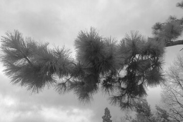 Photographie intitulée "Un arbre dans le ci…" par Claude Lesieur, Œuvre d'art originale, Photographie numérique