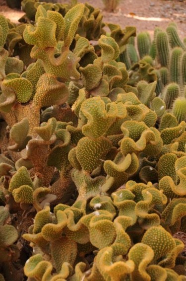 Photographie intitulée "Cactus à Majorelle" par Claude Jeuniaux, Œuvre d'art originale