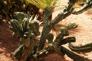 Photographie intitulée "Cactus au jardin de…" par Claude Jeuniaux, Œuvre d'art originale