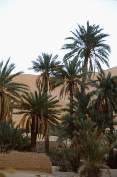 Photographie intitulée "Palmeraie" par Claude Grand, Œuvre d'art originale, Photographie non manipulée