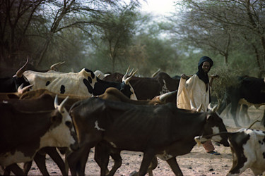 Photography titled "Berger peul et son…" by Claude Grand, Original Artwork, Non Manipulated Photography