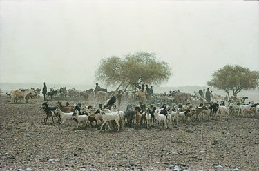 Photographie intitulée "Bêtes au puits dans…" par Claude Grand, Œuvre d'art originale