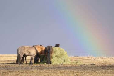 Photographie intitulée "Icelandic Horses Ra…" par Claudia Tavares, Œuvre d'art originale, Photographie non manipulée