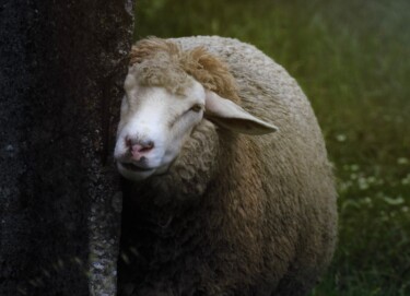 Fotografie getiteld "Sheep Portugal" door Claudia Tavares, Origineel Kunstwerk, Niet gemanipuleerde fotografie