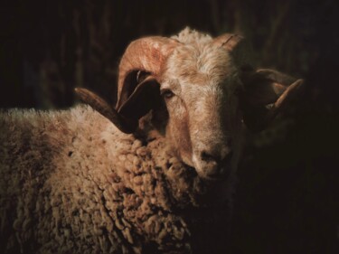 Portuguese sheep portrait Fotografia intitolato "Portuguese sheep po…" da Claudia Tavares, Opera d'arte originale, Fotografia digitale
