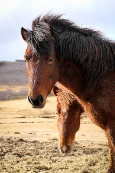 Fotografía titulada "Icelandic Horses II" por Claudia Tavares, Obra de arte original, Fotografía digital