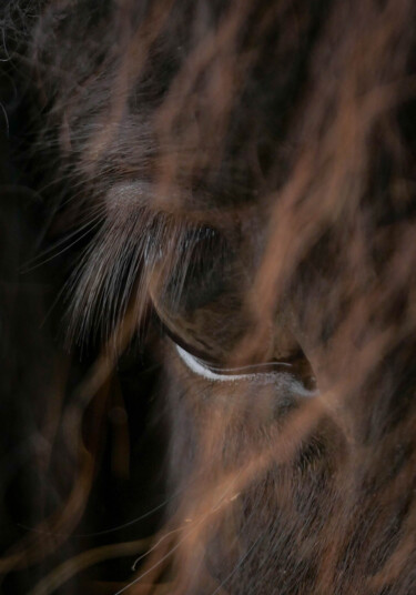 Photography titled "Horse Eye" by Claudia Tavares, Original Artwork, Digital Photography
