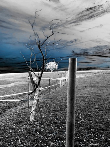 Fotografie mit dem Titel "Mon arbre encore et…" von Claudine Ziga, Original-Kunstwerk, Manipulierte Fotografie