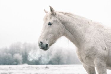 Fotografia intitolato "Frozen Horse" da Claudio De Sat, Opera d'arte originale, Fotografia digitale