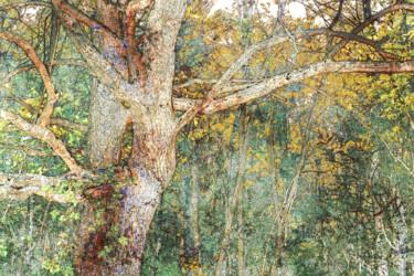 Digitale Kunst getiteld "La magia del bosco…" door Claudio Lepri  (Clep), Origineel Kunstwerk, Gemanipuleerde fotografie