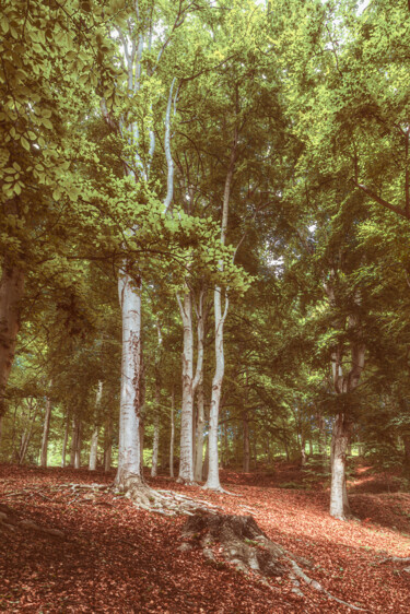 Arts numériques intitulée "La magia del bosco…" par Claudio Lepri  (Clep), Œuvre d'art originale, Photographie manipulée