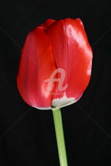Fotografia intitolato "tulipano" da Claudio Benvenuto Rossi, Opera d'arte originale