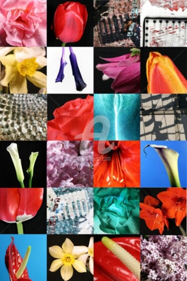 Photography titled "les flowers" by Claudio Benvenuto Rossi, Original Artwork