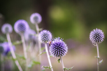 Photography titled "Chardons bleus" by Clémence Aresu, Original Artwork