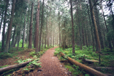 Photographie intitulée "Forêt noire" par Clémence Aresu, Œuvre d'art originale