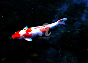 Photography titled "Group of Koi #5" by Clement Tsang, Original Artwork, Digital Photography